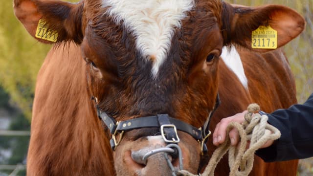 Stier von vorne Stier von vorne