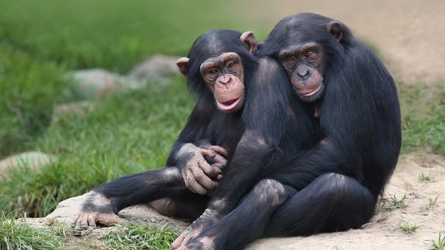 Schimpansen im Gehege des Walter Zoos in Gossau. Schimpansen im Gehege des Walter Zoos in Gossau.