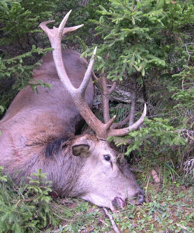 Toter Hirsch Toter Hirsch