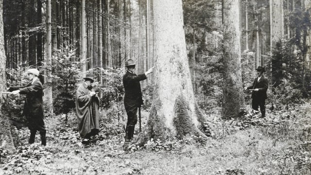 Eine schwarz-weiss Aufnahme von Männern, welche Bäume vermessen. Eine schwarz-weiss Aufnahme von Männern, welche Bäume vermessen.