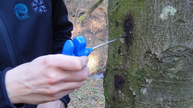 Jemand hält einen kleinen Bohrer in der Hand und richtet ihn auf einen Baumstamm. Jemand hält einen kleinen Bohrer in der Hand und richtet ihn auf einen Baumstamm.