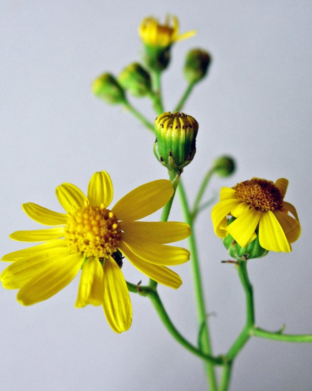 Blüten und Blätter des Greiskrauts. Blüten und Blätter des Greiskrauts.