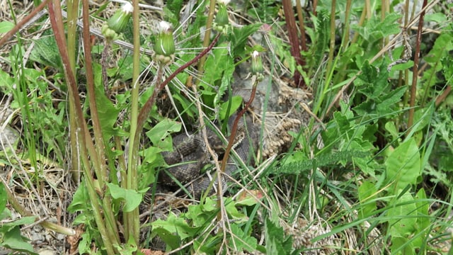 Eine Kreuzotter liegt gut getarnt im Gras. Eine Kreuzotter liegt gut getarnt im Gras.