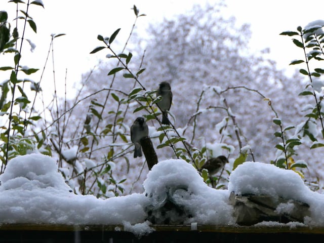 Spatzen im Schnee