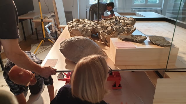 Mehrere Leute schieben einen fossilen Meeresboden in eine Vitrine Mehrere Leute schieben einen fossilen Meeresboden in eine Vitrine