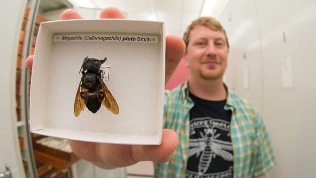 Ein Mann hält eine präparierte Riesenbiene in einer Schachtel in die Kamera. Ein Mann hält eine präparierte Riesenbiene in einer Schachtel in die Kamera.