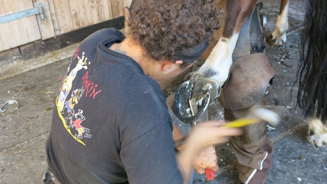 Melanie Schufaisl bearbeitet einen Huf mit Hammer und Messer. Melanie Schufaisl bearbeitet einen Huf mit Hammer und Messer.