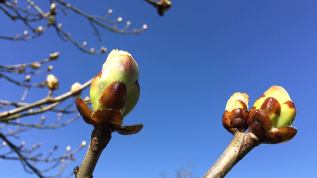 Aufgehende Blütenknospen im Zürcher Weinland. Aufgehende Blütenknospen im Zürcher Weinland.