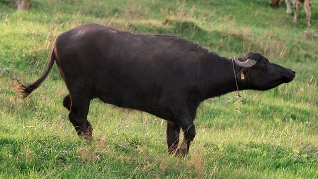 Auf einer Wiese steht ein Wasserbüffel, den man von der Seite sieht. Im Ohr hat er eine gelbe Marke. Auf einer Wiese steht ein Wasserbüffel, den man von der Seite sieht. Im Ohr hat er eine gelbe Marke.