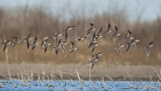 Ein Vogelschwarm fliegt knapp übers Wasser. Ein Vogelschwarm fliegt knapp übers Wasser.