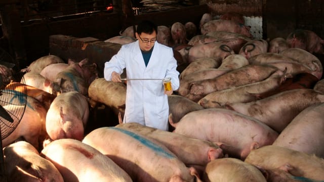 Schweinestall, ein Chinese in weissem Laborkttel zwischen den Schweinen.