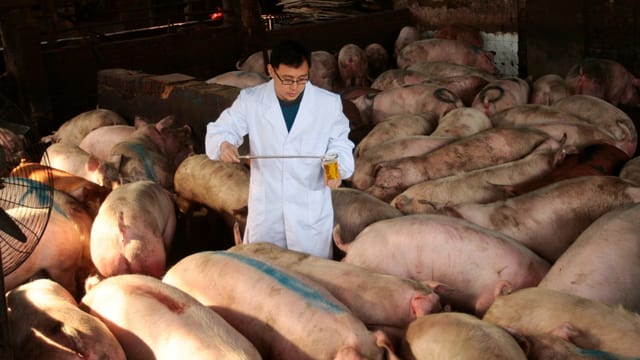Schweinestall, ein Chinese in weissem Laborkttel zwischen den Schweinen. Schweinestall, ein Chinese in weissem Laborkttel zwischen den Schweinen.