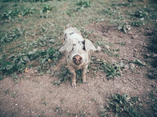 Schwein