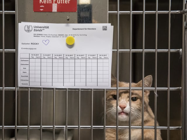 Kater Rocky schaut aus einem Käfig, an die Gitterstäbe ist sein Krankenblatt geheftet. Kater Rocky schaut aus einem Käfig, an die Gitterstäbe ist sein Krankenblatt geheftet.