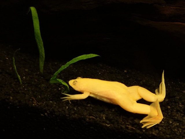 Kleiner gelber Frosch. Kleiner gelber Frosch.