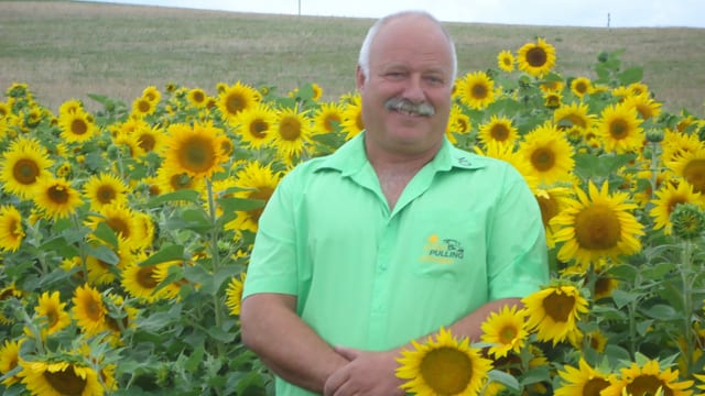Ein Mann steht in Sonnenblumen. Ein Mann steht in Sonnenblumen.