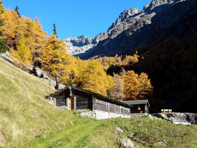 Eine Alphütte am Fusse eines gelbleuchtenden Lärchenwald. Darüber stahl blauer Himmel.