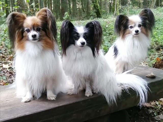 Drei Hunde sitzen nebeneinander im Wald.
