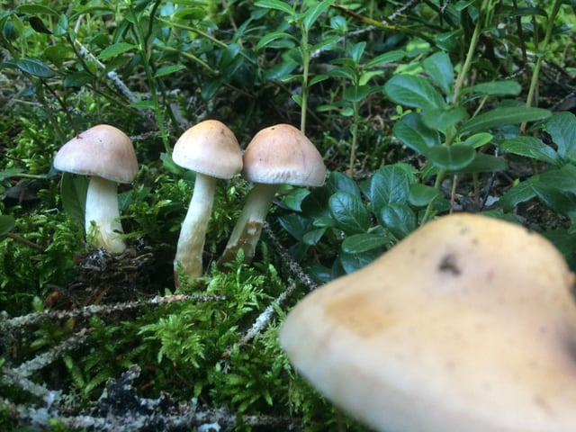 bulieus