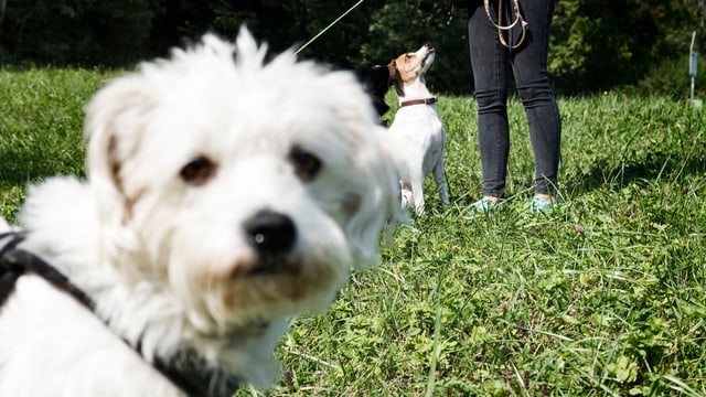 Weisser Hund auf Gras Weisser Hund auf Gras