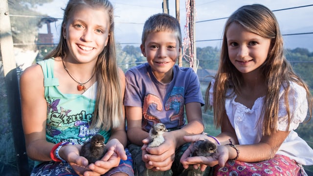 Die drei Kinder halten je eine Küken der Rasse Appenzeller Spitzhauben in der Hand. Die drei Kinder halten je eine Küken der Rasse Appenzeller Spitzhauben in der Hand.