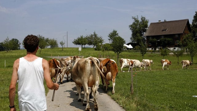 Bauer mit Kühen Bauer mit Kühen