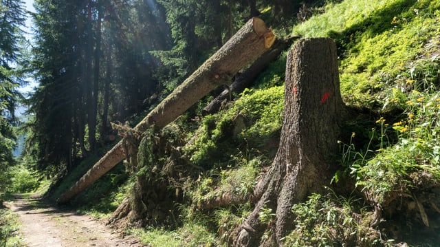 Gefällter Baum, der an steilem Hang stand Gefällter Baum, der an steilem Hang stand