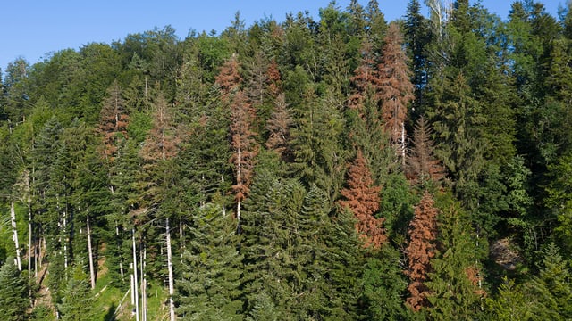 Wald mit roten Tannen Wald mit roten Tannen