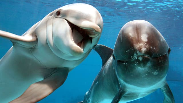 Zwei Delfine schwimmen nebeneinander.