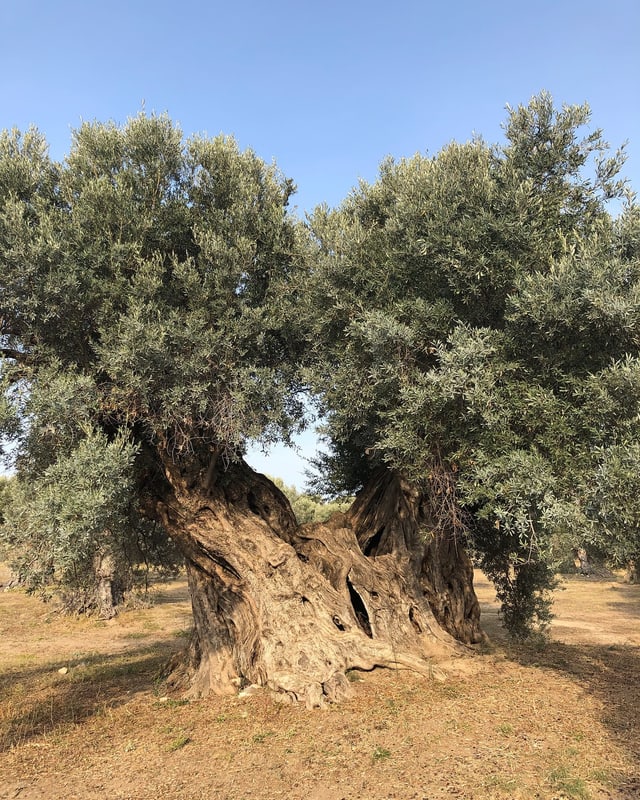 Olivenbaum Olivenbaum