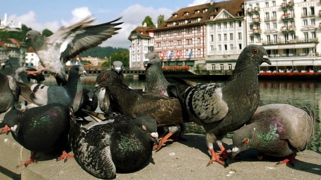 Tauben sitzen auf Mauer Tauben sitzen auf Mauer