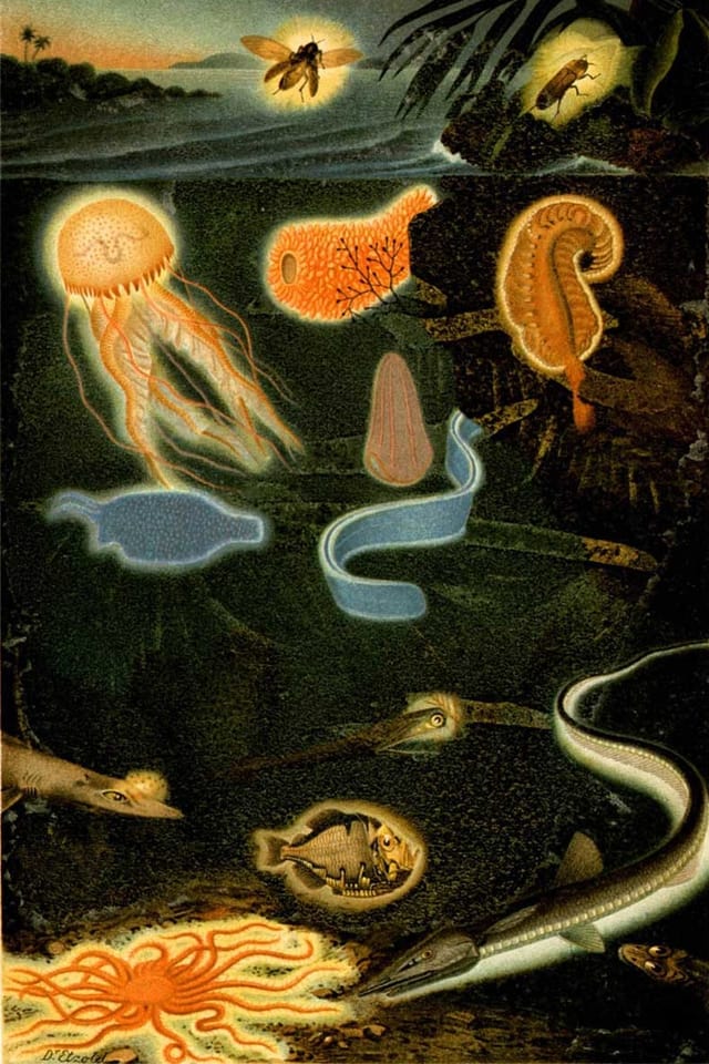 Wenn Lebewesen von innen heraus leuchten und glühen: Illustration zur Biolumineszenz verschiedener Lebewesen. Wenn Lebewesen von innen heraus leuchten und glühen: Illustration zur Biolumineszenz verschiedener Lebewesen.