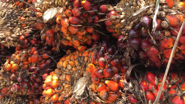 Palmfrüchte am Strunk, orange bis rot. Palmfrüchte am Strunk, orange bis rot.