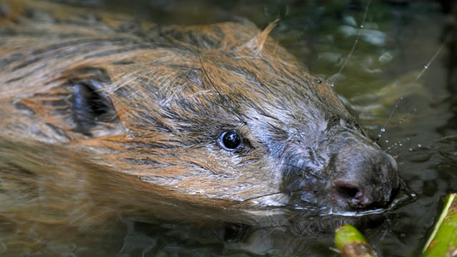 Der schwimmende Biber. Der schwimmende Biber.