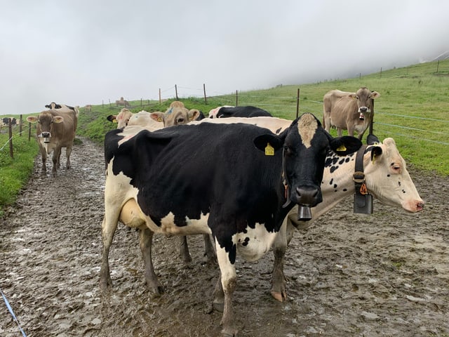 Kühe auf der Alp Malun im Regen. Kühe auf der Alp Malun im Regen.