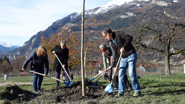 Gruppe schaufelt Erde auf die Wurzeln eines Baums. Gruppe schaufelt Erde auf die Wurzeln eines Baums.