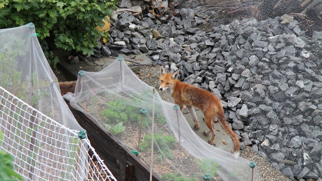 Fuchs im Garten Fuchs im Garten