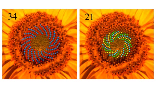 Big Data Das grosse Vermessen Die Mathematik der Pflanzen Einstein