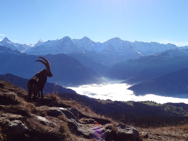 Ein majestätischer Steinbock bewundert das Nebelmeer.