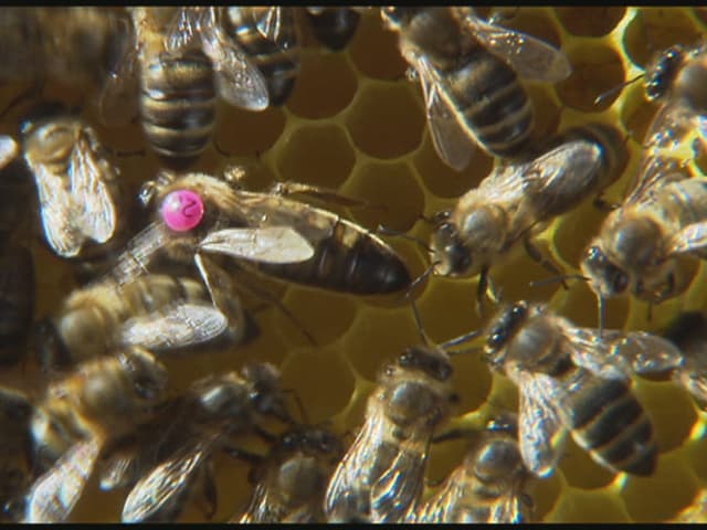 Eine Bienenkönigin, die zur Unterscheidung im Bienenstock mit einem violetten Punkt auf dem Rücken markiert ist. Eine Bienenkönigin, die zur Unterscheidung im Bienenstock mit einem violetten Punkt auf dem Rücken markiert ist.