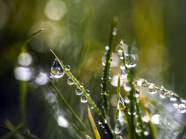 Wassertropfen halten sich auf den Grashalmen.