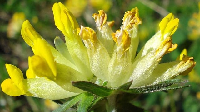 Bärenklee, Bartklee, Kretzenkraut, Watteblume: Auch so wurde die Pflanze schon genannt. Bärenklee, Bartklee, Kretzenkraut, Watteblume: Auch so wurde die Pflanze schon genannt.