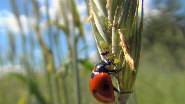 Marienkäfer an einer Getreideähre frisst eine Blattlaus Marienkäfer an einer Getreideähre frisst eine Blattlaus
