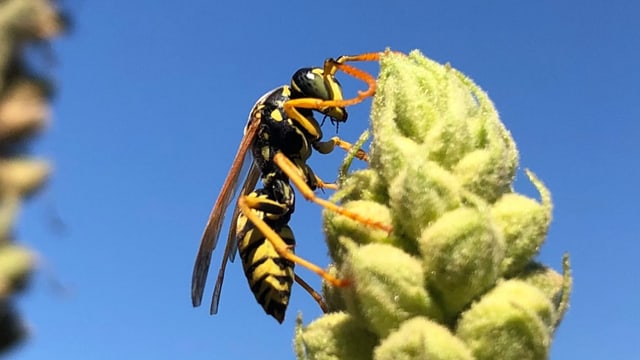 Feldwespe auf einer Blüte Feldwespe auf einer Blüte