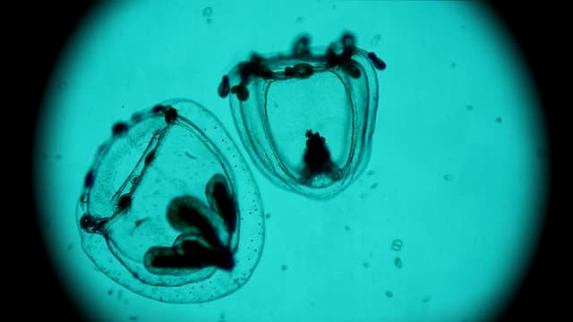 Video «Spira Mirabilis - Eine Annäherung an die Unsterblichkeit» abspielen Video «Spira Mirabilis - Eine Annäherung an die Unsterblichkeit» abspielen