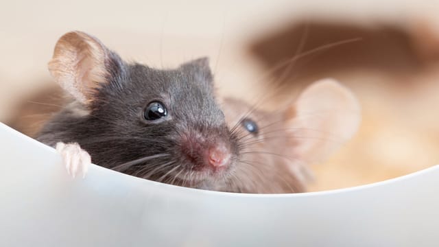 Maus flüstert anderer Maus etwas zu. Maus flüstert anderer Maus etwas zu.