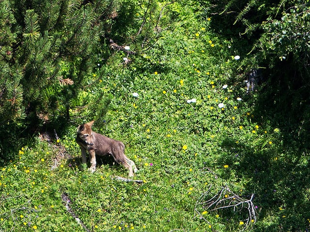 Wolfswelpe am Steilhang Wolfswelpe am Steilhang