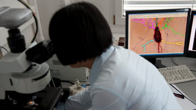 Frau am Mikroskop, dahinter auf einem Bildschirm eine Neurone. Frau am Mikroskop, dahinter auf einem Bildschirm eine Neurone.