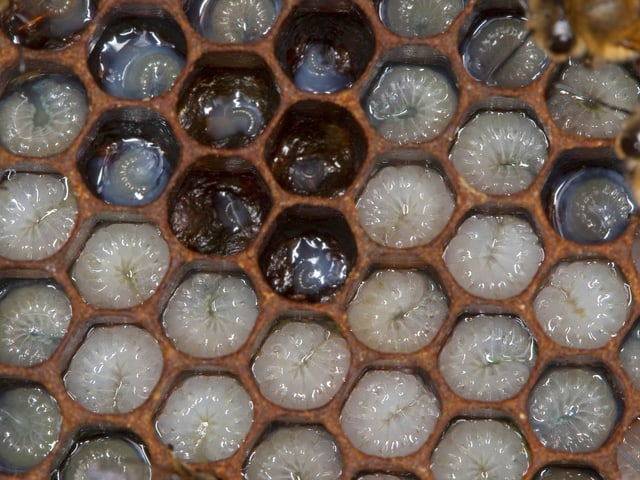 Maden von Honigbienen Maden von Honigbienen