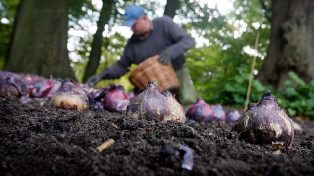 Mann kniet mit Korb auf der mit Blumenzwiebeln übersähten Erde, im Hintergrund Bäume. Mann kniet mit Korb auf der mit Blumenzwiebeln übersähten Erde, im Hintergrund Bäume.